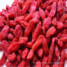 China Dried bulk Goji Berry medlar fruits for sale